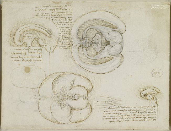 The brain c. 1508-9